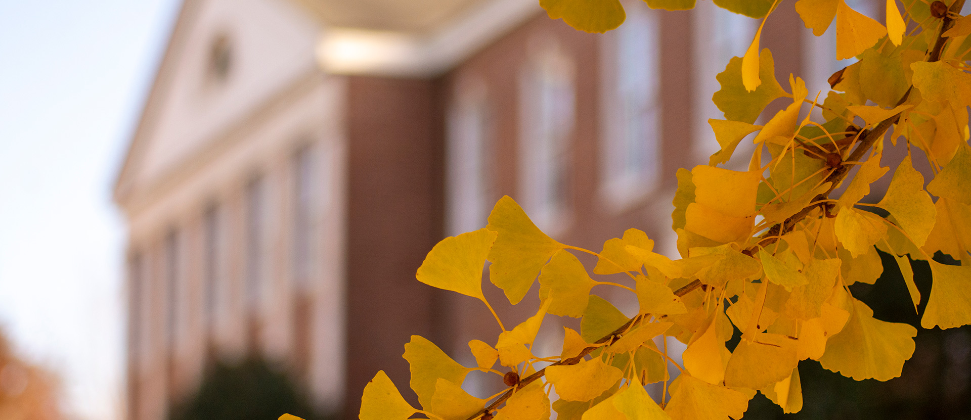 Campus building with ginkgo leaves in forground