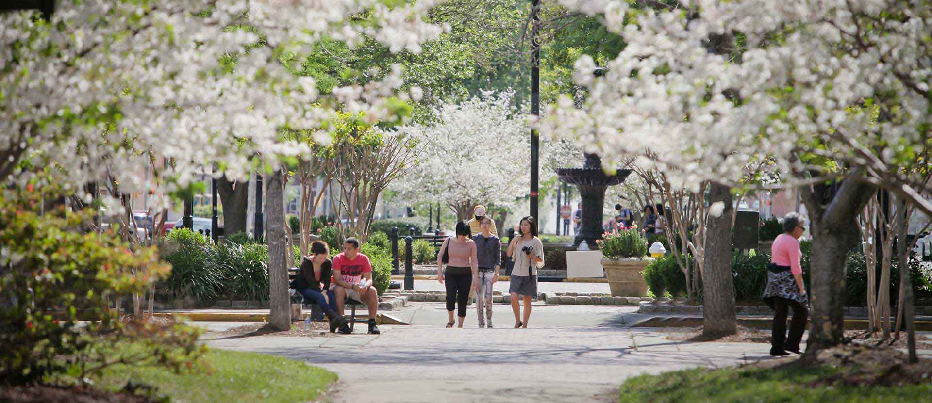 Downtown macon with the Cherry Trees blooming pink flowers and crowds walk by.